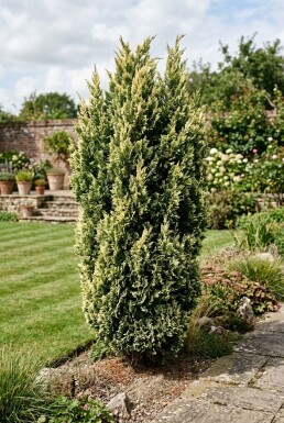 Juniperus chinensis 'Stricta Variegata' Strauch