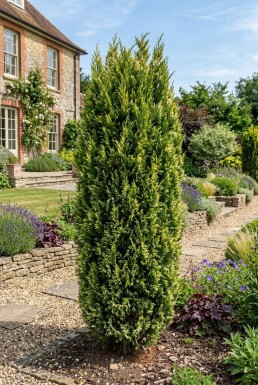 Juniperus chinensis 'Stricta Variegata' Strauch