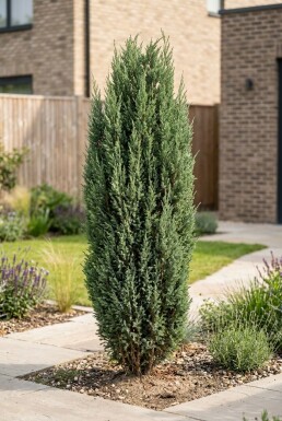 Juniperus communis 'Arnold' Strauch