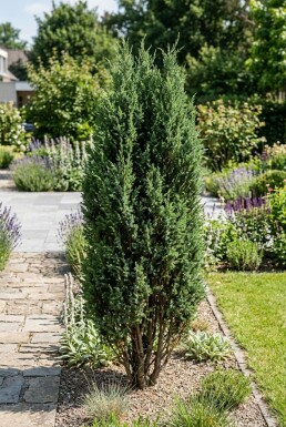 Juniperus communis 'Arnold' Strauch