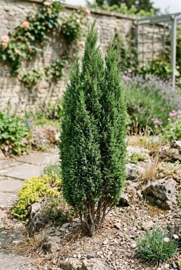 Juniperus communis 'Compressa' Strauch