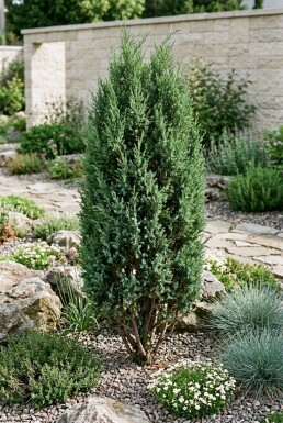 Juniperus communis 'Compressa' Strauch