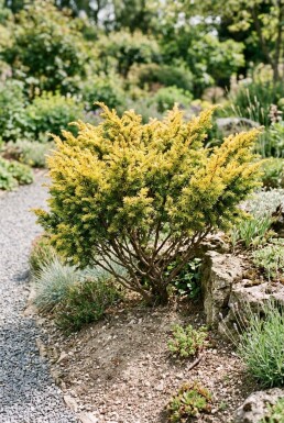 Juniperus communis 'Goldschatz' Strauch