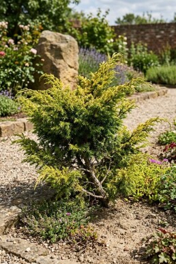 Juniperus communis 'Goldschatz' Strauch