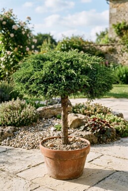Juniperus communis 'Green Carpet' auf Stamm
