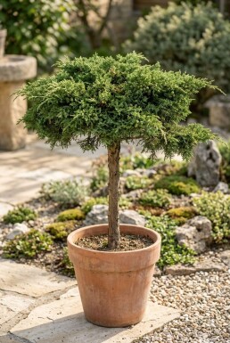 Juniperus communis 'Green Carpet' auf Stamm