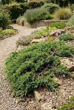 Juniperus communis 'Green Carpet' Strauch