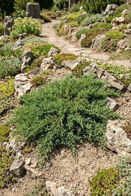 Juniperus communis 'Green Carpet' Strauch
