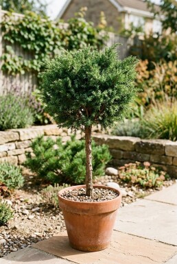 Juniperus communis 'Greenmantle' Aufstamm
