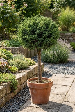 Juniperus communis 'Greenmantle' Aufstamm