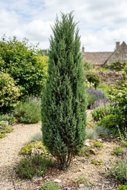 Juniperus communis 'Hibernica' Strauch