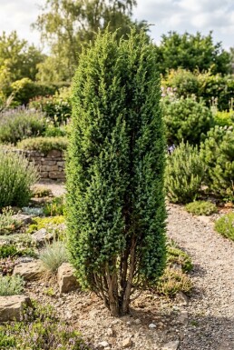 Juniperus communis 'Hibernica' Strauch