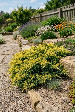 Juniperus communis 'Lemon Carpet' Strauch