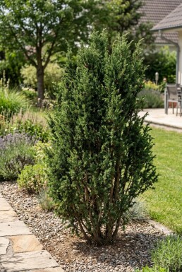 Juniperus communis 'Ristol' Strauch