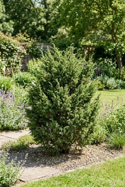 Juniperus communis 'Ristol' Strauch