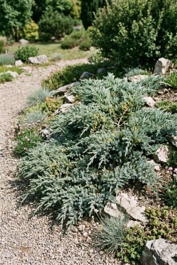 Juniperus communis 'Silver Carpet' Strauch