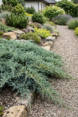 Juniperus communis 'Silver Carpet' Strauch