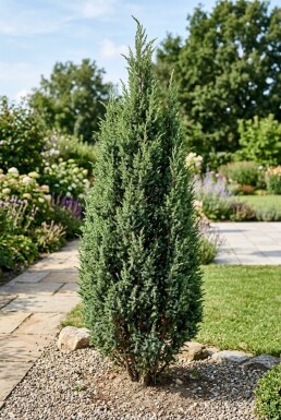 Juniperus communis 'Suecica' Strauch