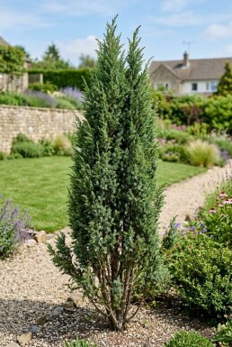 Juniperus communis 'Suecica' Strauch