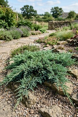 Juniperus conferta 'Blue Pacific' Strauch