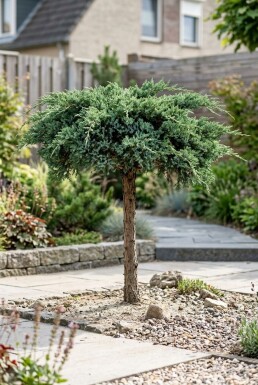 Juniperus conferta 'Schlager' Stamm