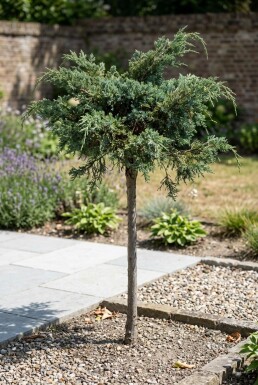 Juniperus conferta 'Schlager' Stamm