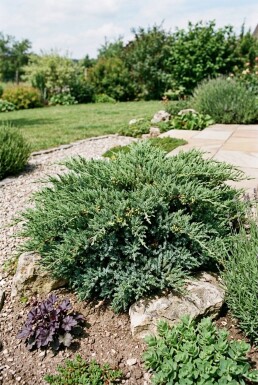 Juniperus horizontalis 'Andorra Compacta' Strauch
