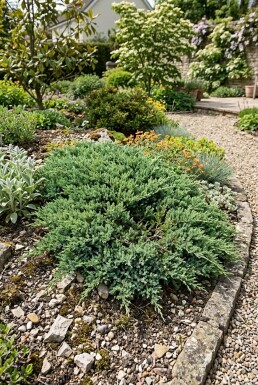 Juniperus horizontalis 'Andorra Compacta' Strauch