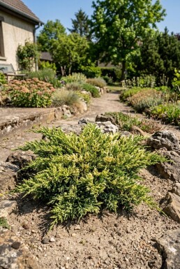 Juniperus horizontalis 'Andorra Variegata' Strauch