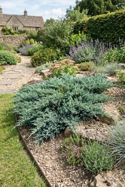 Juniperus horizontalis 'Blue Chip' Strauch