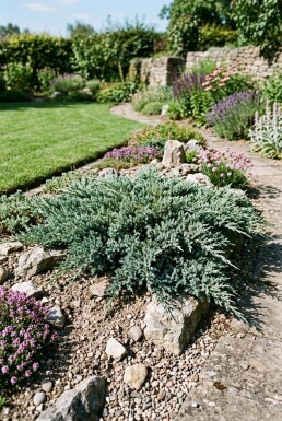 Juniperus horizontalis 'Blue Chip' Strauch