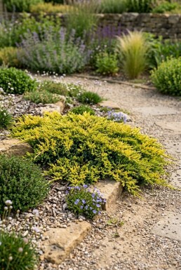Juniperus horizontalis 'Golden Carpet' Strauch