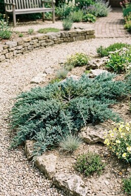 Juniperus horizontalis 'Icee Blue' Strauch