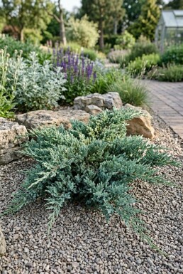 Juniperus horizontalis 'Icee Blue' Strauch
