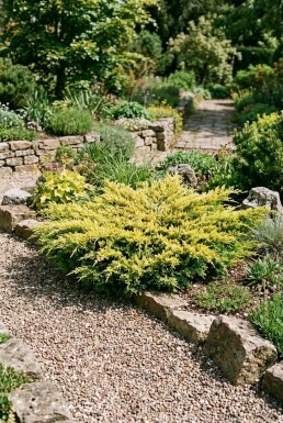 Juniperus horizontalis 'Limeglow' Strauch