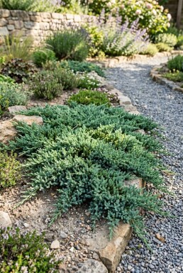 Juniperus horizontalis 'Pancake' Strauch