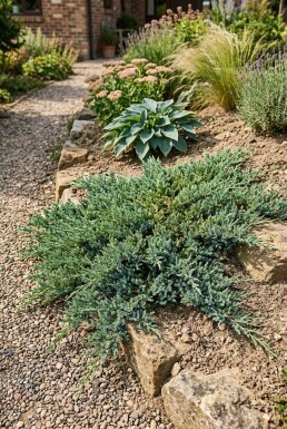 Juniperus horizontalis 'Wiltonii' Strauch