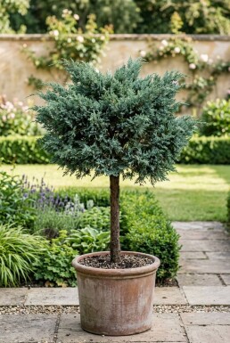 Juniperus media 'Hetzii' Aufstamm
