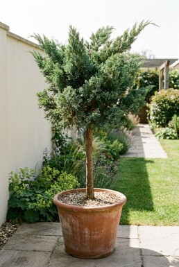 Juniperus media 'Hetzii' Aufstamm