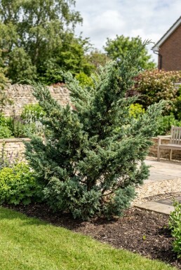 Juniperus media 'Hetzii' Strauch