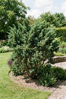 Juniperus media 'Hetzii' Strauch