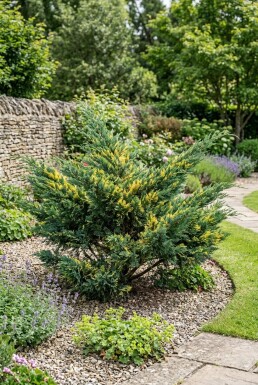 Juniperus pfitzeriana 'Blue and Gold' Strauch