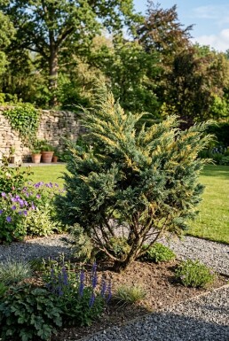 Juniperus pfitzeriana 'Blue and Gold' Strauch