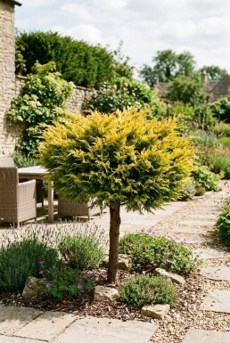 Juniperus pfitzeriana 'Golden Joy' Stammform