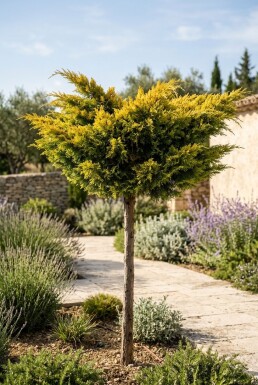 Juniperus pfitzeriana 'Golden Joy' Stammform