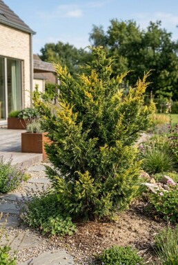Juniperus pfitzeriana 'Kuriwao Gold' Strauch