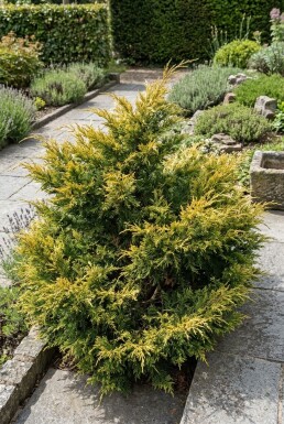 Juniperus pfitzeriana 'Kuriwao Gold' Strauch