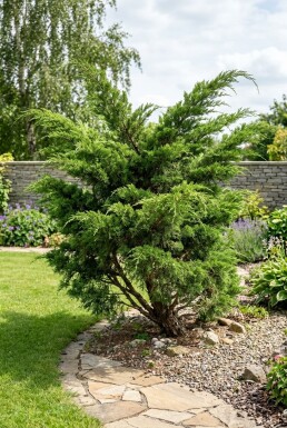 Juniperus pfitzeriana 'Mint Julep' Strauch