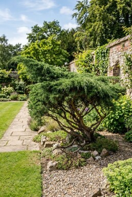 Juniperus pfitzeriana 'Mint Julep' Strauch