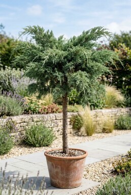 Juniperus pfitzeriana 'Mint Julep' Stamm